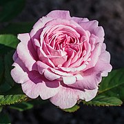 Rosa 'Rosengräfin Marie Henriette'.