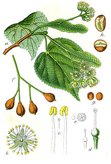 Tilia cordata Sturm62 cropped.jpg