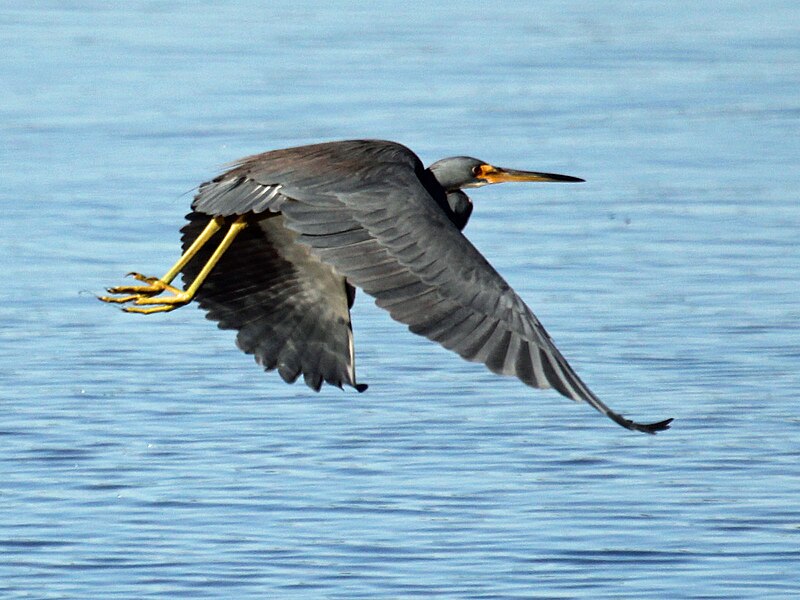 File:Tricolored Heron (Egretta tricolor) RWD5.jpg