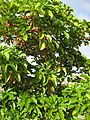 Young tree with fruit