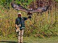 * Nomination White-tailed eagle at the Bavarian Hunting Falconry Center in Tambach Castle Wildlife Park during the birds of prey flight demonstration --Ermell 04:08, 15 October 2024 (UTC) * Promotion  Support Good quality. --XRay 04:18, 15 October 2024 (UTC)