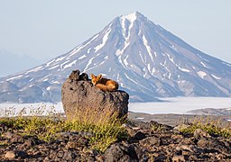 Vulpes vulpes subsp. beringiana (Red Fox)