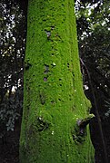 Musgos sobre tronco de Cryptomeria japonica.jpg