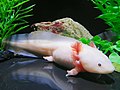 Axolotl (Ambystoma mexicanum)