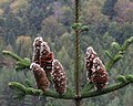 モミ属の球果は樹上に直立するAbies alba