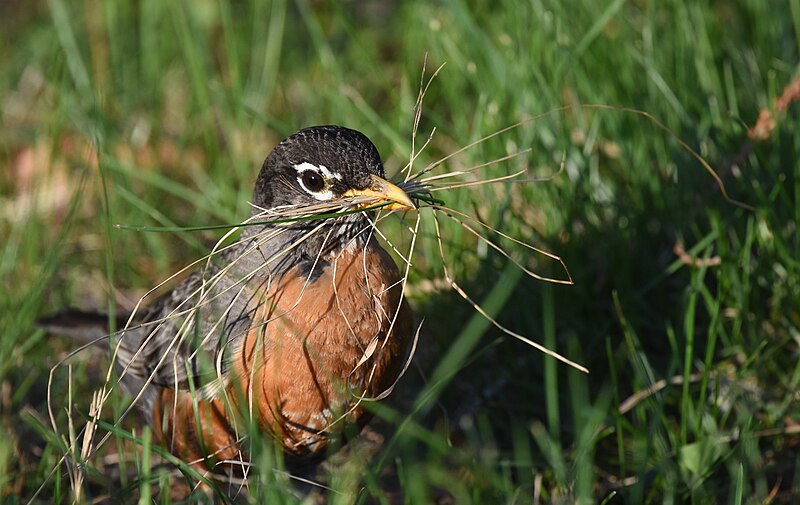 File:American Robin - 27987847498.jpg