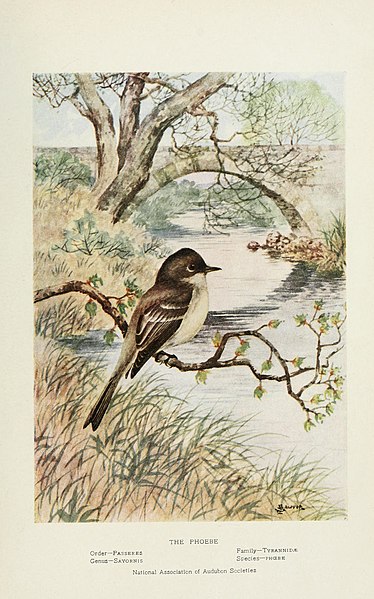 File:Bird-lore (1917) (14569277357).jpg