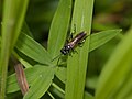 Macrophya duodecimpunctata.