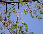 Pink Cassia (Pu vakai in Tamil, Konna in Malayalam, Horse Cassia, Pink Shower) -- Cassia grandis