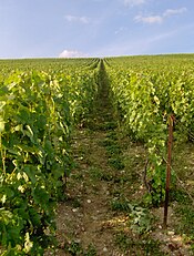 Des vignes dans le vignoble de Champagne.