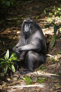 Juodoji makaka (Macaca nigra)