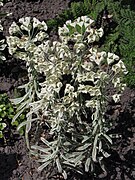 Euphorbia characias 'Tasmanian tiger'.