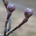 'Rutdan', buds