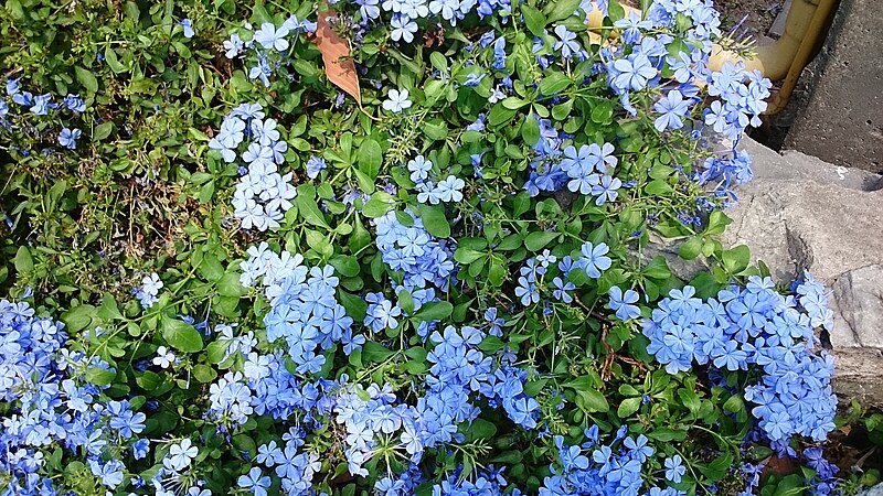 File:Flowers in Pattaya.jpg