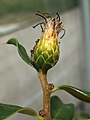 Young infructescence, showing withered, brown florets