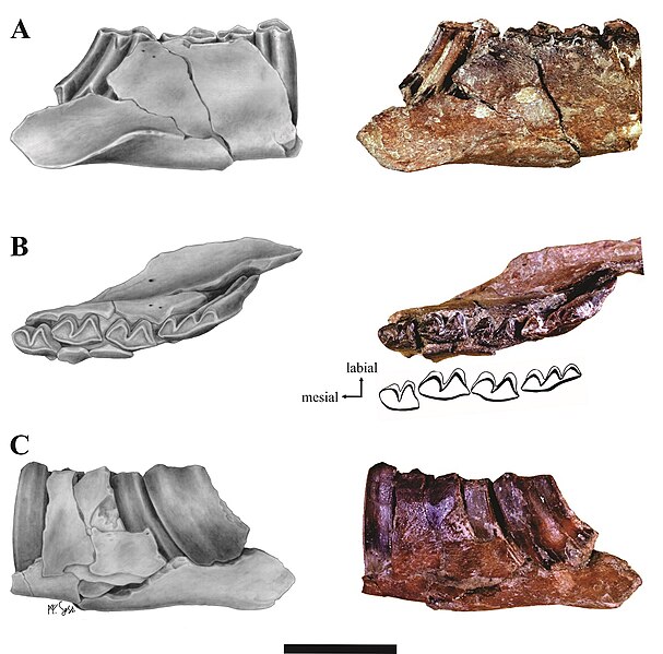 File:Paedotherium kakai holotype.jpg