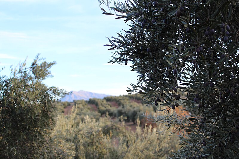 File:Paisaje de olivar 24J 08.jpg