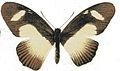 Papilio cynorta (Mimetic Swallowtail)