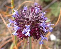 Salvia columbariae