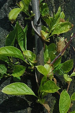 Citronliāna (Schizandra chinensis)