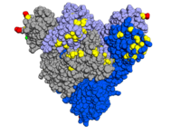 Spike protein with mutations highlighted, looking down onto the receptor-binding domain