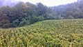 Image 9Vineyard in Hrvatsko Zagorje. (from Culture of Croatia)