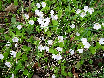 Wood sorrel