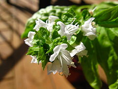 2008 03 15 - Ocimum basilicum 2.JPG