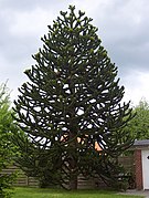 Araucaria-araucana.jpg