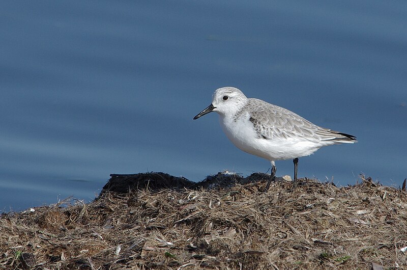 File:Bécasseau sanderling002 thyna.jpg