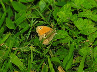 Coenonympha pamphilus