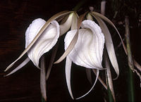 Brassavola acaulis