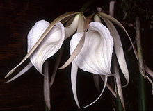 Brassavola acaulis Orchi 002.jpg