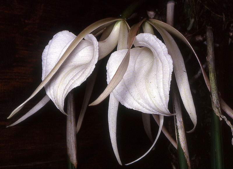 File:Brassavola acaulis Orchi 002.jpg