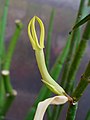 Ceropegia dichotoma