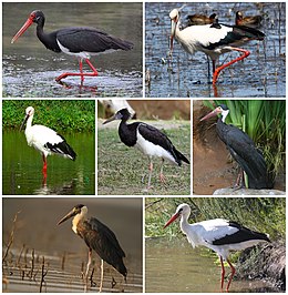 Tikrieji gandrai (Ciconia)