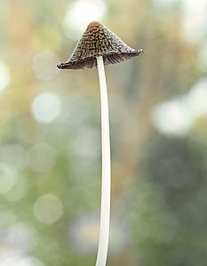 Coprinopsis lagopus-20220513-RM-100643