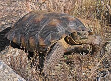 Sonoran Desert tortoise, "G. morafkai"