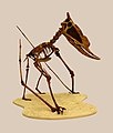 * Nomination Reconstitution of a skeleton of Dsungaripterus weii --Llez 04:37, 16 August 2013 (UTC) * Promotion  Support --A.Savin 08:57, 16 August 2013 (UTC)