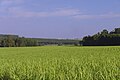 Sugarcane plantation in São Paulo. In 2018, Brazil was the world's largest producer, with 746 million tonnes. South America produces half of the world's sugarcane.