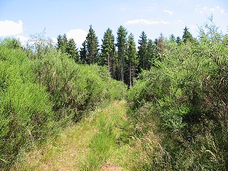 Végétation sauvage sur les hauteurs.