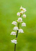 Fleurs de Muguet de mai.