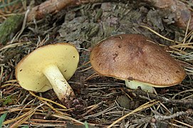 Suillus granulatus (Suillaceae).