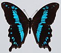 Papilio oribazus