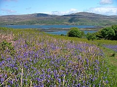 Campo de Bluebell em Ulva