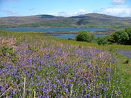 Bloementapijt over Ardalum, op Ulbha