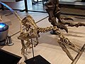 Velociraptor skeleton.