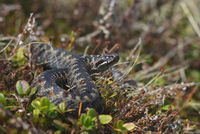 Common European adder