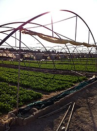 Farm in Wafrah