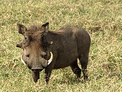 Dume la ngiri mashariki (Phacochoerus a. massaicus)